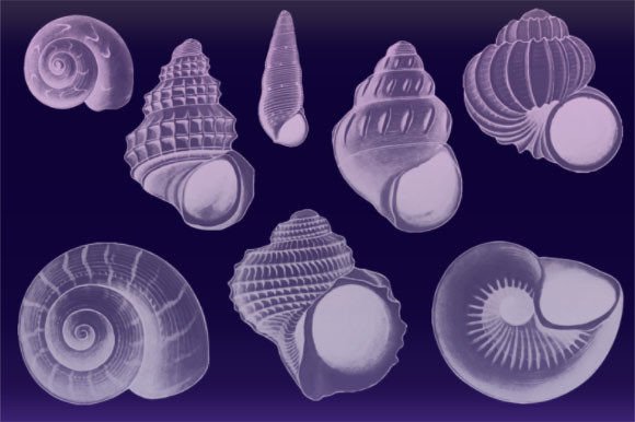 8 Seashells Photoshop Brushes Pack
